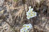 石田彰h(石田彰为您带来的欢乐时光)